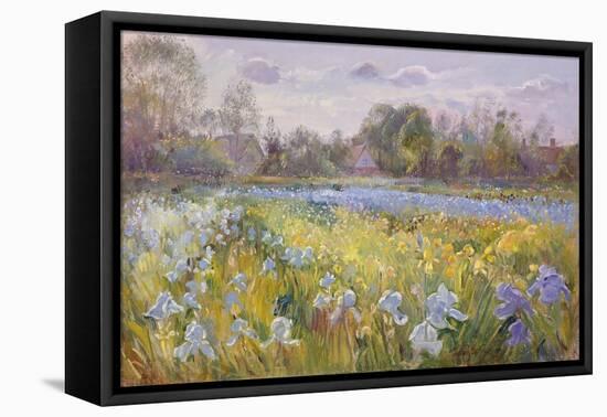 Iris Field in the Evening Light, 1993-Timothy Easton-Framed Premier Image Canvas