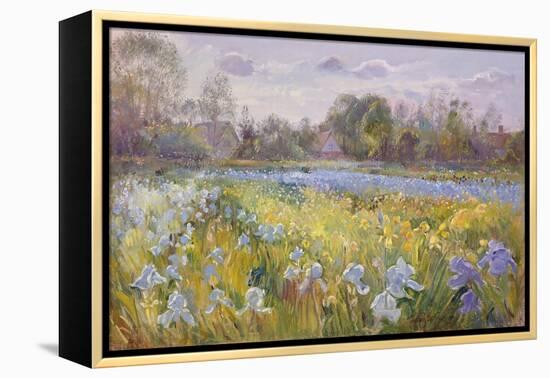 Iris Field in the Evening Light, 1993-Timothy Easton-Framed Premier Image Canvas