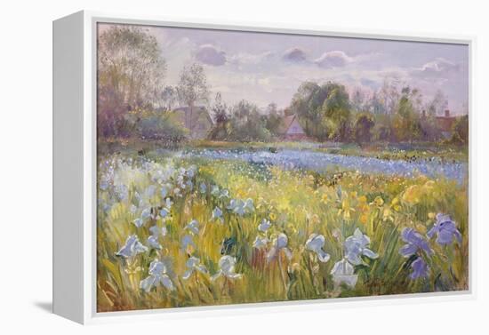 Iris Field in the Evening Light, 1993-Timothy Easton-Framed Premier Image Canvas