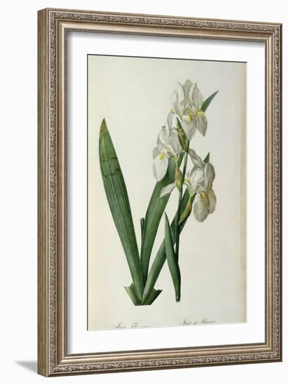 Iris Florentina, from `Les Liliacees', 1805-Pierre-Joseph Redouté-Framed Giclee Print