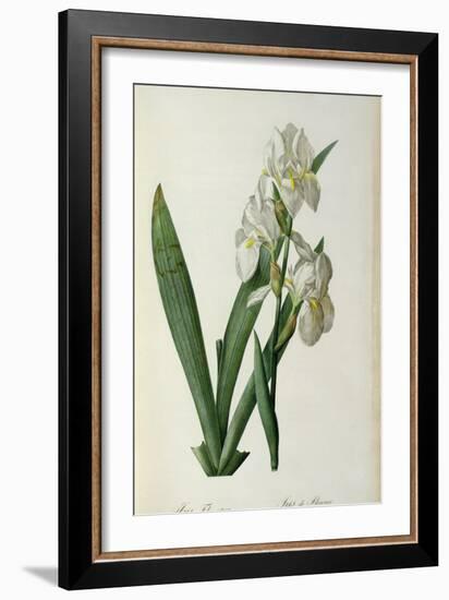 Iris Florentina, from `Les Liliacees', 1805-Pierre-Joseph Redouté-Framed Giclee Print