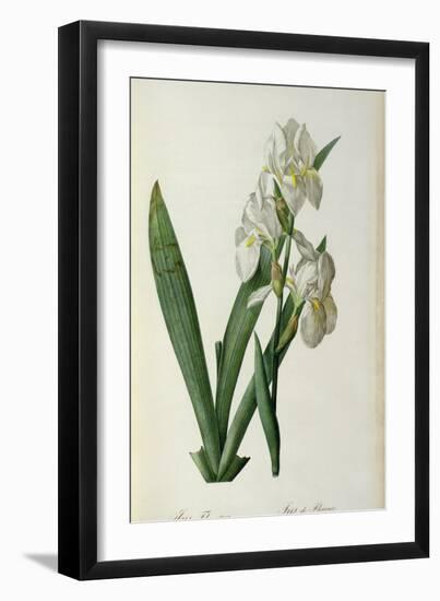 Iris Florentina, from `Les Liliacees', 1805-Pierre-Joseph Redouté-Framed Giclee Print