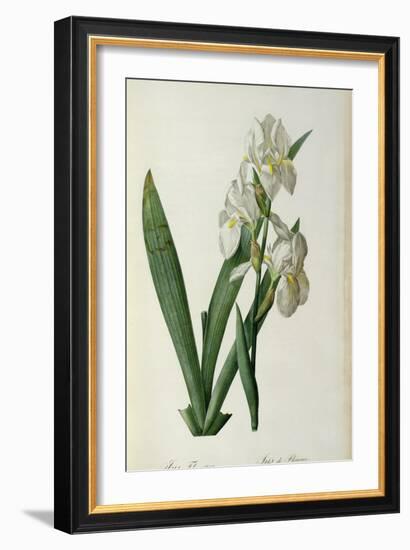 Iris Florentina, from `Les Liliacees', 1805-Pierre-Joseph Redouté-Framed Giclee Print