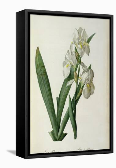 Iris Florentina, from `Les Liliacees', 1805-Pierre-Joseph Redouté-Framed Premier Image Canvas