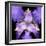 Iris Flower-null-Framed Photographic Print