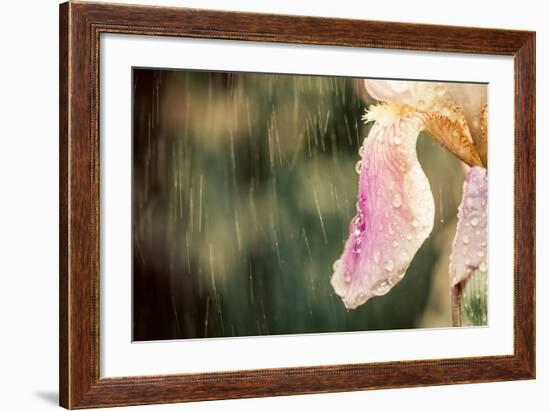 Iris Flower-Alexey Rumyantsev-Framed Photographic Print