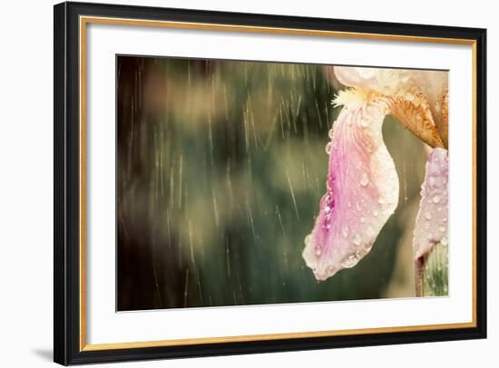 Iris Flower-Alexey Rumyantsev-Framed Photographic Print