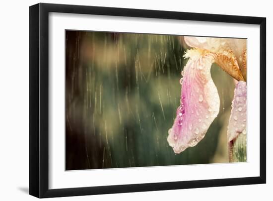 Iris Flower-Alexey Rumyantsev-Framed Photographic Print