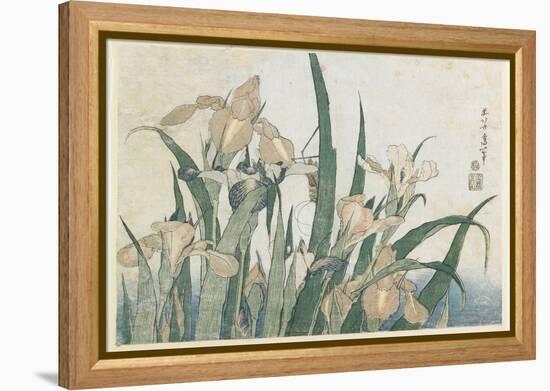 Iris Flowers and Grasshopper, C.1830-31-Katsushika Hokusai-Framed Premier Image Canvas