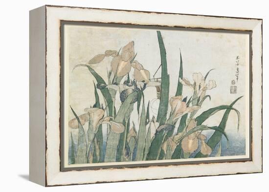 Iris Flowers and Grasshopper, C.1830-31-Katsushika Hokusai-Framed Premier Image Canvas