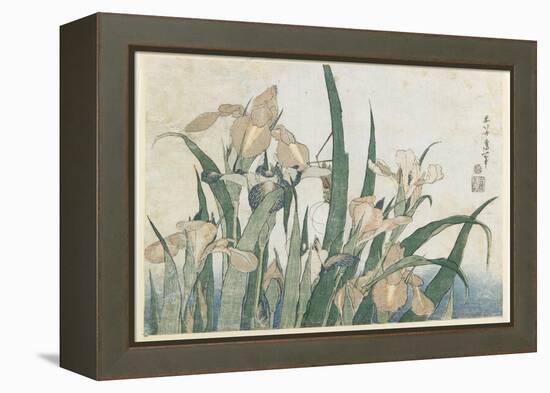 Iris Flowers and Grasshopper, C.1830-31-Katsushika Hokusai-Framed Premier Image Canvas