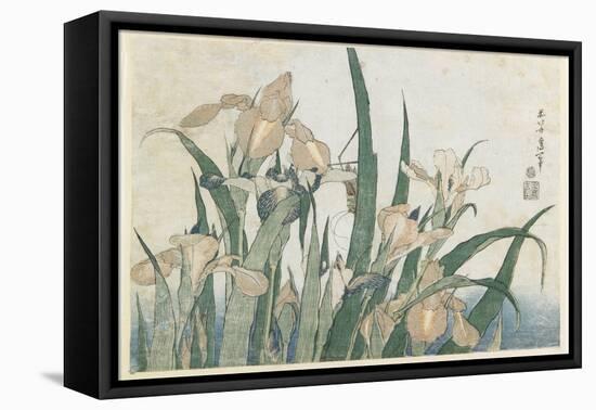 Iris Flowers and Grasshopper, C.1830-31-Katsushika Hokusai-Framed Premier Image Canvas