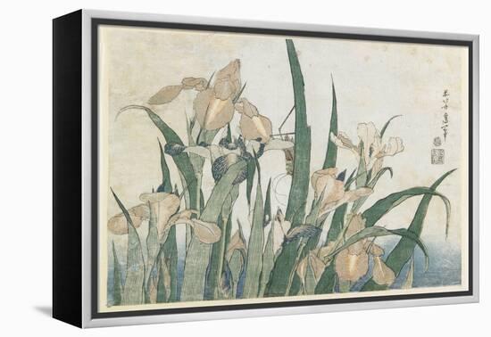 Iris Flowers and Grasshopper, C.1830-31-Katsushika Hokusai-Framed Premier Image Canvas