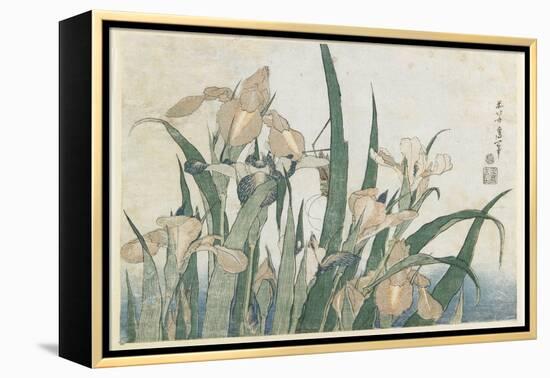 Iris Flowers and Grasshopper, C.1830-31-Katsushika Hokusai-Framed Premier Image Canvas