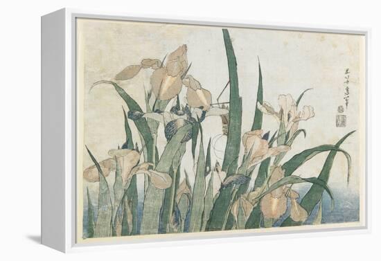 Iris Flowers and Grasshopper, C.1830-31-Katsushika Hokusai-Framed Premier Image Canvas