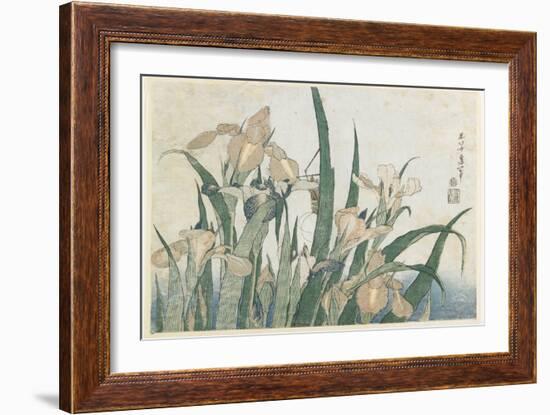 Iris Flowers and Grasshopper, C.1830-31-Katsushika Hokusai-Framed Giclee Print