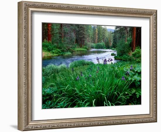 Iris flowers by the Metolius River, Camp Sherman, Deschutes National Forest, Jefferson County, O...-null-Framed Photographic Print