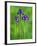 Iris Flowers-Adam Jones-Framed Photographic Print