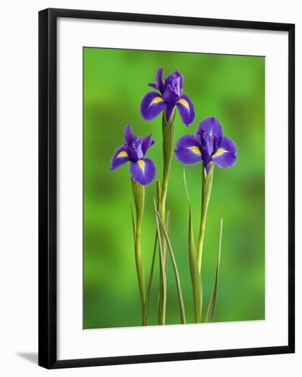 Iris Flowers-Adam Jones-Framed Photographic Print