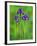 Iris Flowers-Adam Jones-Framed Photographic Print