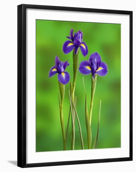 Iris Flowers-Adam Jones-Framed Photographic Print