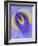 Iris Flowers-Adam Jones-Framed Photographic Print