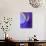 Iris Flowers-Adam Jones-Photographic Print displayed on a wall