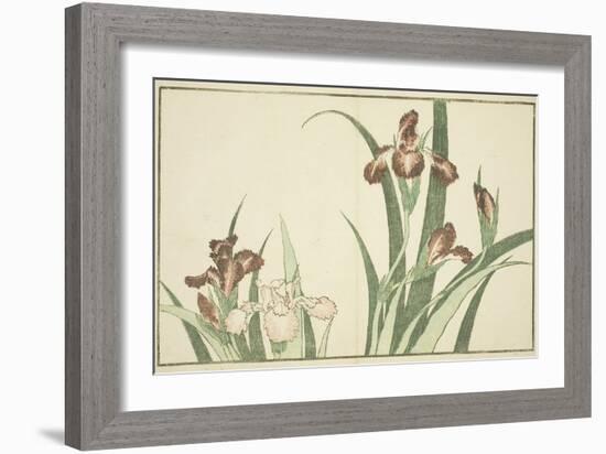 Iris, from the Picture Book of Realistic Paintings of Hokusai (Hokusai Shashin Gafu), C.1814-Katsushika Hokusai-Framed Giclee Print