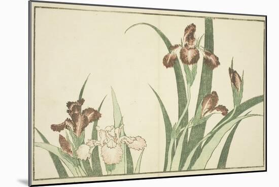 Iris, from the Picture Book of Realistic Paintings of Hokusai (Hokusai Shashin Gafu), C.1814-Katsushika Hokusai-Mounted Giclee Print