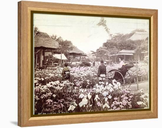 Iris Garden in Tokyo, C.1867-80-Felice Beato-Framed Premier Image Canvas