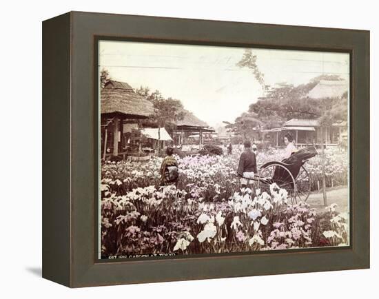 Iris Garden in Tokyo, C.1867-80-Felice Beato-Framed Premier Image Canvas