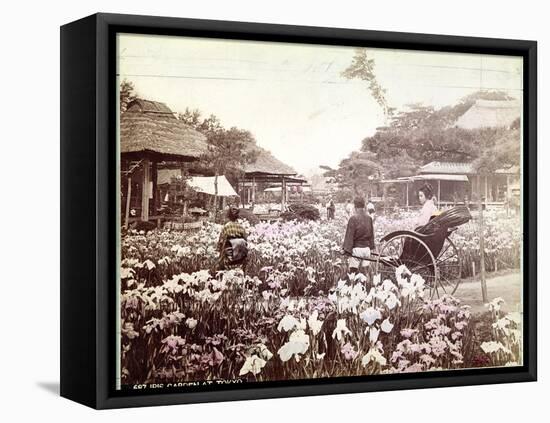 Iris Garden in Tokyo, C.1867-80-Felice Beato-Framed Premier Image Canvas