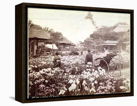 Iris Garden in Tokyo, C.1867-80-Felice Beato-Framed Premier Image Canvas