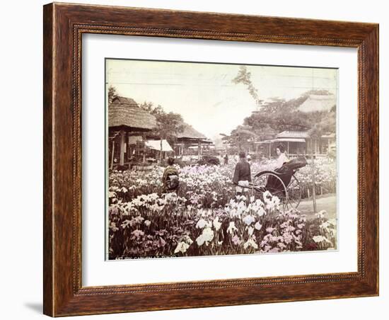 Iris Garden in Tokyo, C.1867-80-Felice Beato-Framed Photographic Print