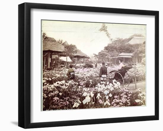Iris Garden in Tokyo, C.1867-80-Felice Beato-Framed Photographic Print