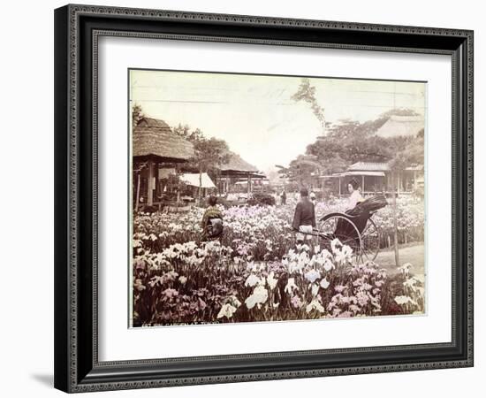 Iris Garden in Tokyo, C.1867-80-Felice Beato-Framed Photographic Print