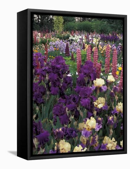 Iris Garden, Salem, Oregon, USA-Adam Jones-Framed Premier Image Canvas