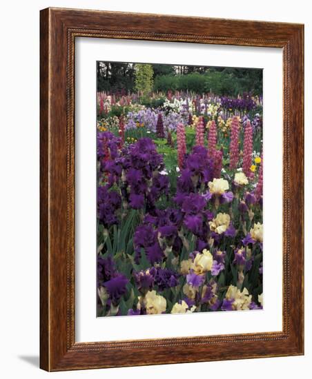 Iris Garden, Salem, Oregon, USA-Adam Jones-Framed Photographic Print