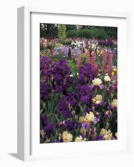 Iris Garden, Salem, Oregon, USA-Adam Jones-Framed Photographic Print