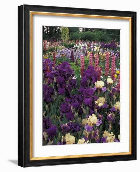 Iris Garden, Salem, Oregon, USA-Adam Jones-Framed Photographic Print