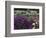 Iris Garden, Salem, Oregon, USA-Adam Jones-Framed Photographic Print