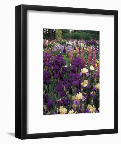 Iris Garden, Salem, Oregon, USA-Adam Jones-Framed Photographic Print