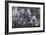 Iris Garden-Fangyu Meng-Framed Giclee Print