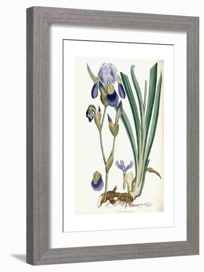 Iris Germanica, 1847-Ferdinand Bauer-Framed Giclee Print