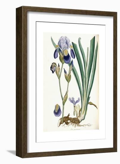 Iris Germanica, 1847-Ferdinand Bauer-Framed Giclee Print