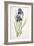 Iris Germanica (Bearded Iris), 1812-Pierre Joseph Redoute-Framed Giclee Print