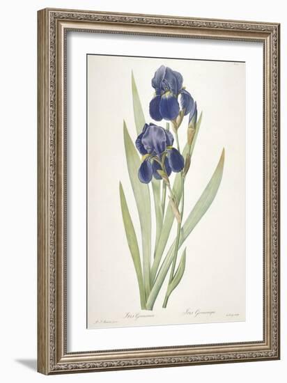 Iris Germanica (Bearded Iris), 1812-Pierre Joseph Redoute-Framed Giclee Print