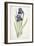 Iris Germanica (Bearded Iris), 1812-Pierre Joseph Redoute-Framed Giclee Print