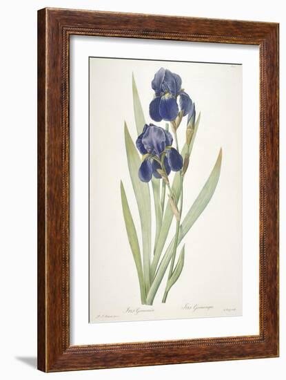 Iris Germanica (Bearded Iris), 1812-Pierre Joseph Redoute-Framed Giclee Print