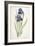 Iris Germanica (Bearded Iris), 1812-Pierre Joseph Redoute-Framed Giclee Print